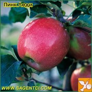 продажа саженцев плодово ягодных культур И ЦВЕТОВ