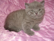 Британские котята .тел.8-025-9607386