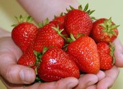  продам саженцы клубники