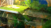 мостик для водных черепах