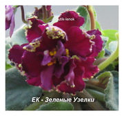 Фиалки сортовые,  детки,  стартеры,  взрослые розетки