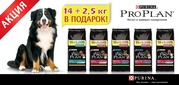 Акционные упаковки PRO PLAN 14+2, 5 кг в подарок