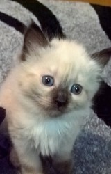 Балинезийский котенок