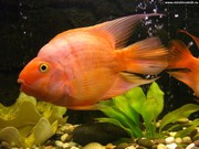 Цихлида попугай оранжевая+1 рыбка в подарок ) 