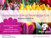 Тюльпаны оптом от производителя. Продажа по всей РБ.