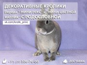 Декоративные кролики мини рекс и мини цветной карлик