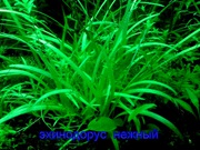Эхинодорус тенелиус и др растения - НАБОРЫ растений для запуска акваса