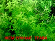 Жемчужная трава и др. растения --  НАБОРЫ растений для запуска акваса