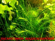 Лагарасифон мадагаскарский - -- НАБОРЫ растений для запуска