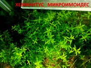 Хемиантус микроимоидес растения ---- НАБОРЫ растений для запуска--