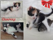 Ищет дом маленькая кроха,  котенок-трехцветка!Кушает сама,  возраст 1, 5