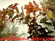 Прозерпинака палюстрис - НАБОРЫ растений для запуска акваса---