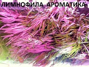 Лимнофила ароматика - НАБОРЫ растений для запуска акваса---