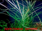 Погестемон октопус. НАБОРЫ растений для запуска акваса---