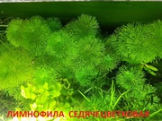 Лимнофила седячецветковая и д растения -- НАБОРЫ растений для запуска-