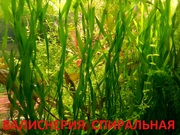 Эхинодорус везувий - НАБОРЫ растений для запуска----
