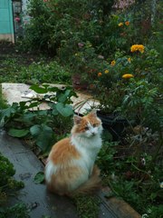 Котятки ищут дом  им около пяти месяцев,  рыженькая и трехцветка дево