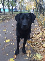 Гродно,  Минск и др.города Беларуси  Гуффи-очаровательный метис лабрадо