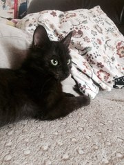 Маленький котик ищет дом!  
