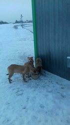 Щенки с мамкой живут возле заправки. Грозят вызвать САХ. Да и морозы..