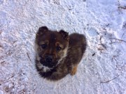 Щенуля в дар! По полу девочка. Возраст 3 месяца. Вырастет крупной. Буд