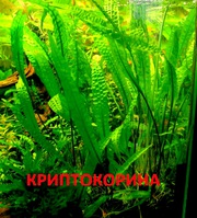 Криптокорина апогенолистная  и др. растения --- НАБОРЫ растений для запуска---