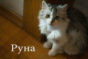 Друзья,  ищу дом для малышки Руны. Руна- метис перса,  была выброшена на