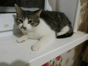 Очень ищет дом очаровательный котик Чарли!   Вы считаете что идеальных