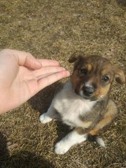 Срочно нужна передержка или новый дом. Щенок,  1, 5-2 месяца. 