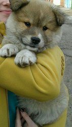 В ответственные ручки шикарный щенок. Очень красивая,  помесь колли. Де