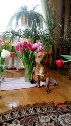 Красавица Дарси в добрые руки!   