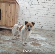 СДАЛИ НА УСЫПЛЕНИЕ! СРОЧНО ИЩЕМ ДОМ!  Очень милый парнишка,  который в 