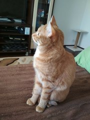 пристраивается домашний кот (бывшебездомный) коту 1.5 года,  обработан 
