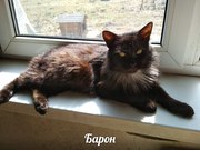 Кот Барон ждет любящего ХОЗЯИНА!   