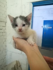 Котята ищут ДОМ!  Три милых котенка ищут свой ДОМ! Им примерно 1, 5 мес