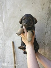 Очаровательные щенки ищут дом и любящие семьи ❤   Три сестрички,  кажда