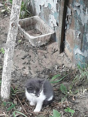 Котята ищут ДОМ!  Красивого окраса ,  около двух месяцев. Мальчик и дев