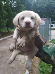 СРОЧНО!!! НОВЫЕ ЩЕНКИ В САХЕ!!!  3 девочки,  4 мальчика,  около трёх мес