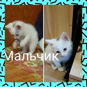 Маленькие и очень милые 7 котят ИЩУТ ДОМ! Котята очень самостоятельные и смышленые,  игривые очень любят контакт с людьми,  от паразитов обработаны,  без проблем находят свой лоток,  кушаю всё. Со стерилизацией и кастрацией поможем. Кот это куча позитивных эм